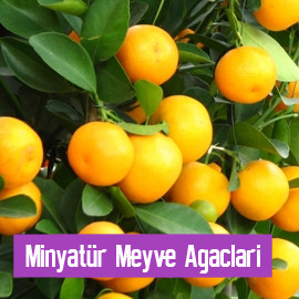 Minyatür Meyve Ağaçları